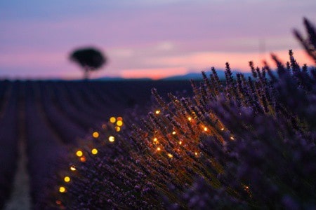 Best things to do in London. Lavender fields