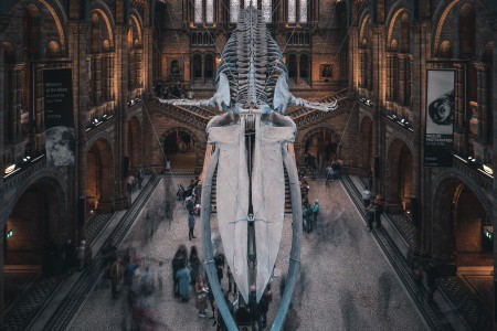 Best things to do in London. Natural history museum