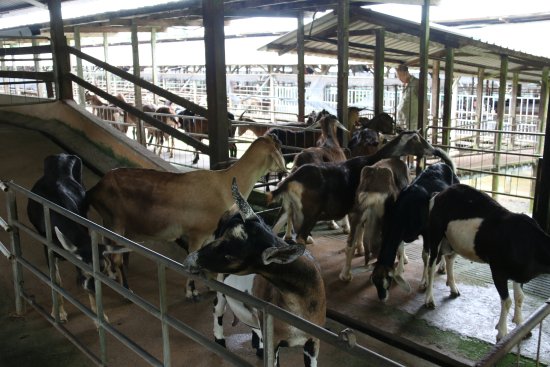 Hay Dairies Farm Singapore