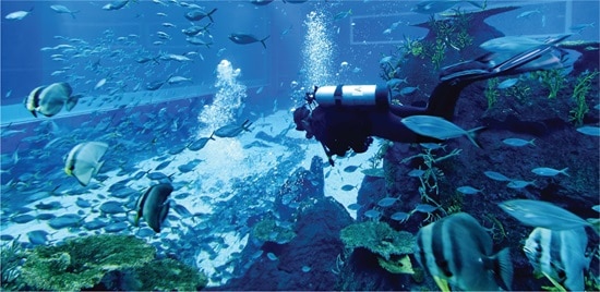 singapore-sea-aquarium