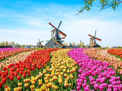 Tulip fields, Amsterdam, bollenstreek