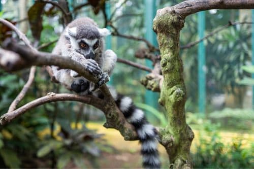 A lemur at Bali Zoo