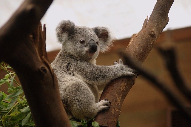 koala austratlia