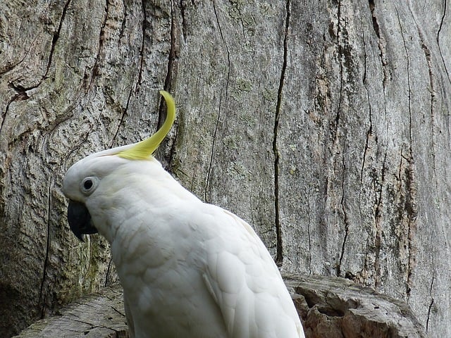 parrot zoo australia 