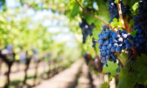 Yarra Valley Wineries