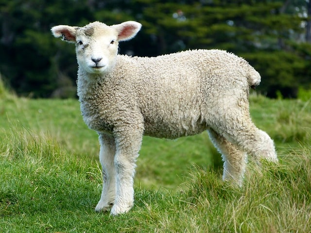 auckland sheep