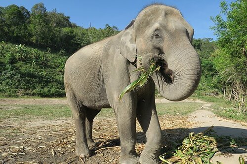 elephant sanctuary krabi thailand