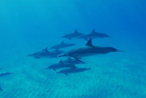 dolphin in hawaii