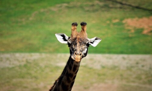 giraffe safari san diego