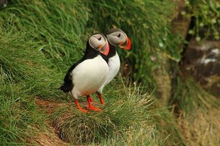 puffin tour iceland