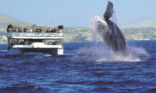 whale watching in los cabos