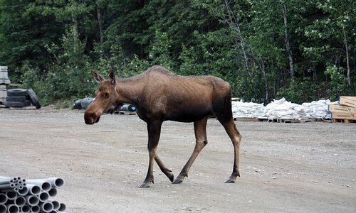 moose in denali national park