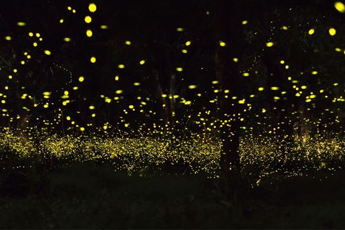 Firefly Watching in Puerto Princesa Palawan