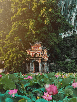 Lotus blooming vibrantly in front of Bich Dong Pagoda.