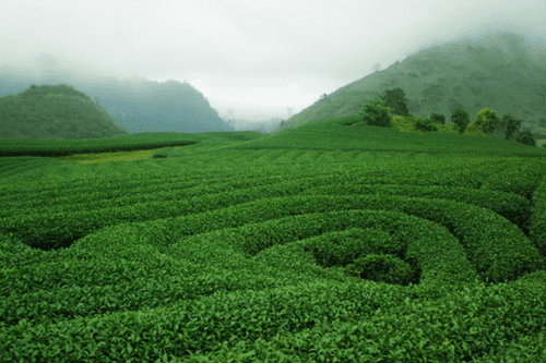 Giant heart-shaped tea rows