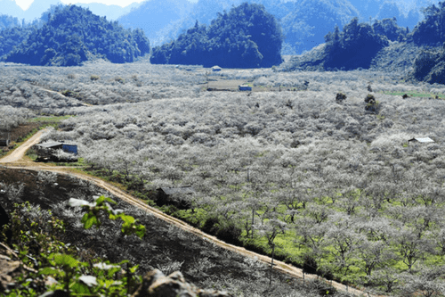 The stunning white plum blossom in Na Ka valley