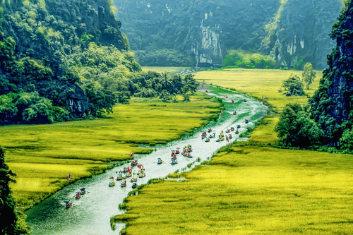 Tam Coc's magnificence during the golden rice season