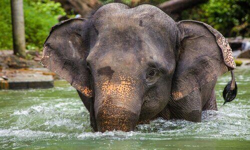 An Elephant bathing at the Koh Samui Elephant Sanctuary.