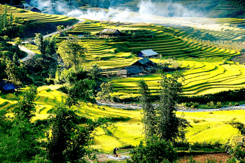 Muong Hoa valley in riped rice season
