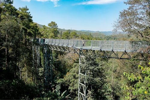 A stunning canopy bridge at the Queen Sirikit Botanic Garden