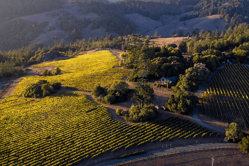 Cobb Wines - best hidden gem wineries in Napa valley and Sonoma