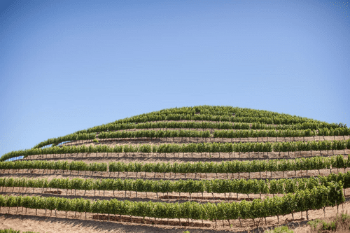 Fisher Vineyards - best hidden gem wineries in Napa valley and Sonoma