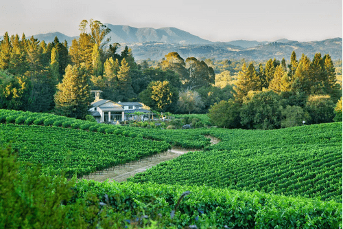 Halleck Vineyard - best hidden gem wineries in Napa valley and Sonoma
