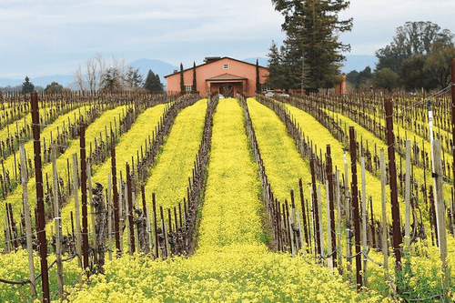 Pellegrini-Olivet Lane - best hidden gem wineries in Napa valley and Sonoma