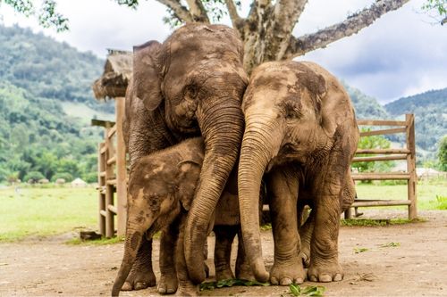 Elephants at Ethical Sanctuaries in Chiang Mai