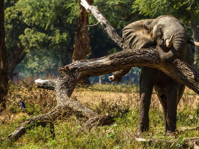 Wild Elephants in Royal Manas National Park 