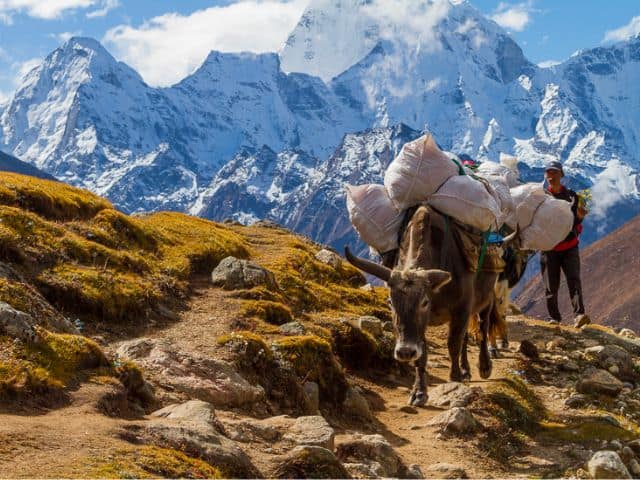Mules carry luggage on the Jumolhari trek
