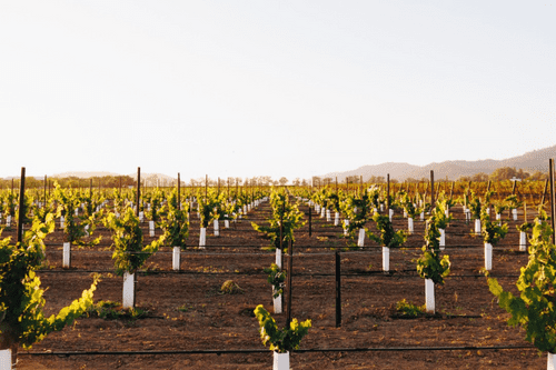 Hewitt Vineyard Wineries in Napa Valley