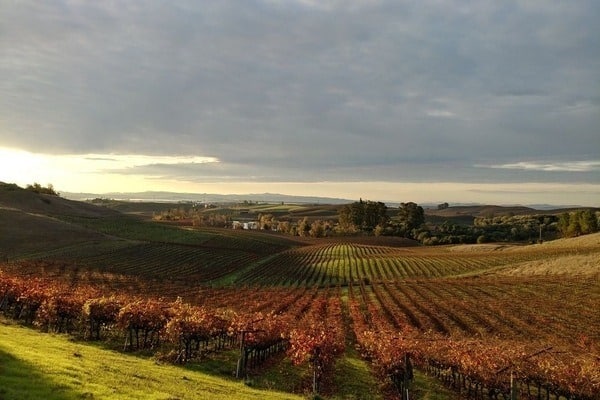 Incredibly picturesque vineyards at Artesa.