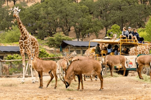 Safari West Wildlife Preserve