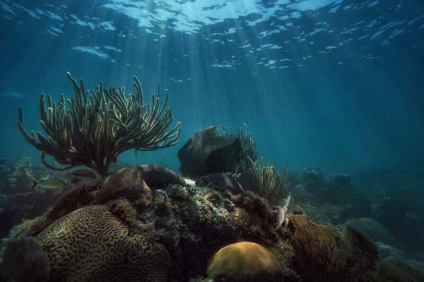 Underwater life at the Looe Key Reef
