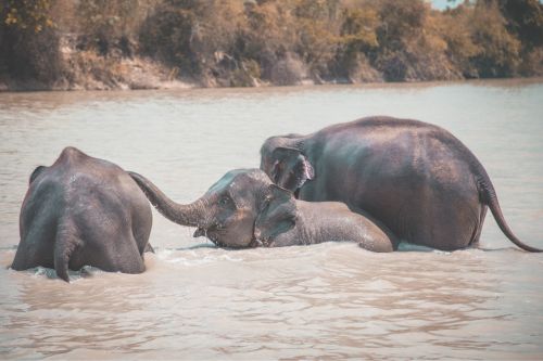 Elephants enjoying a bath at the jungle sanctuary