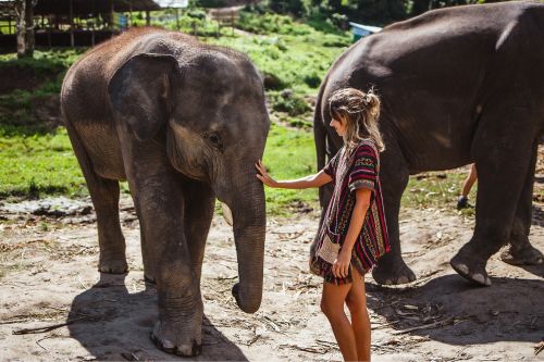 The rescued elephants at the sanctuary