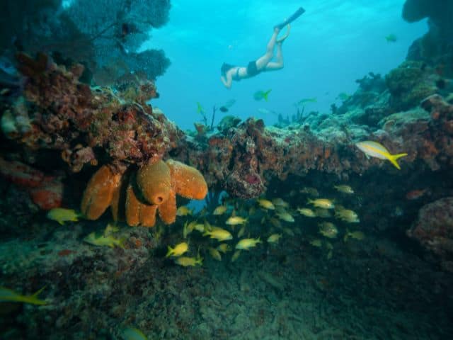 Scuba diving and snorkeling in the coral reefs of key west