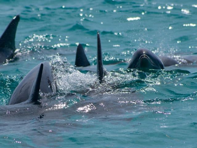 Dolphins in Key West's waters