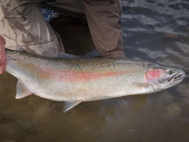 Steelhead fishing in Yellowstone river  outdoor activities in yellowstone national park