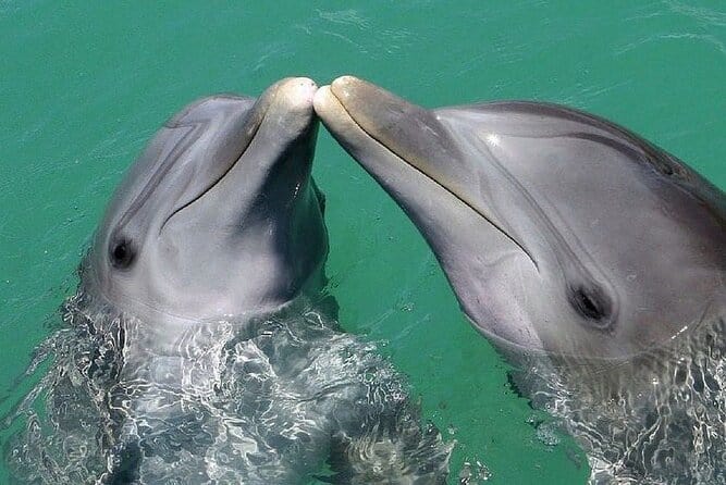 Dolphin Cove Jamaica