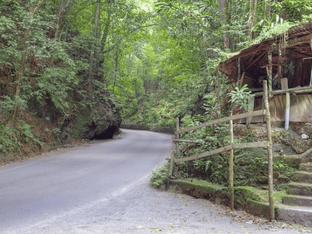 enchanting road at Fern Gully