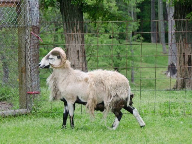 A male Black Belly Sheep