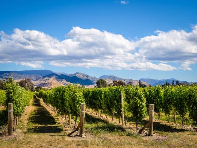 One of the many vineyards in the Marlborough region
