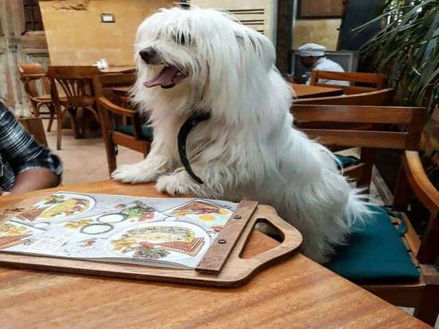 A picture of a dog inside Il Mulino in Egypt.