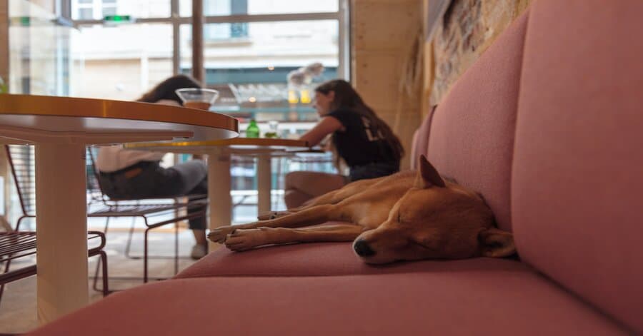 A dog sitting on a pink sofa in a cafe