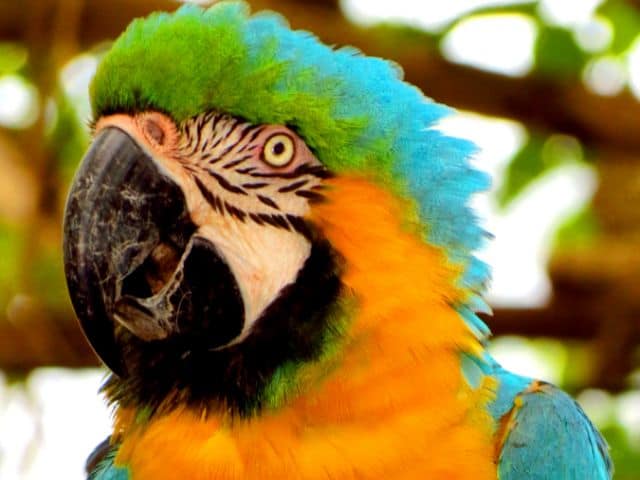 A Parrot in Montego bay