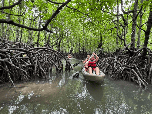Mangrove Tour through the Langkawi forest