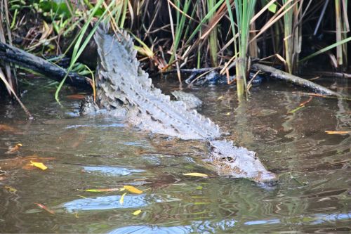 crocodile watching