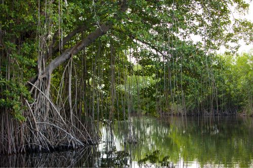 mangrove wetlands, black river jamaica
